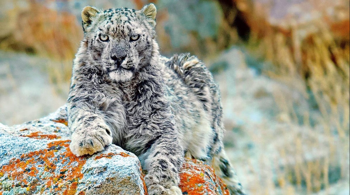 India has 718 snow leopards, as per first-ever Snow Leopard Population Assessment - GK Now