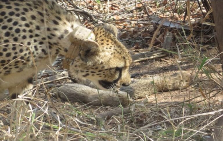 Botswana Hands Over Cheetahs to India under Project Cheetah