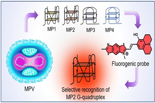 Scientists at JNCASR identify new pathway for Monkeypox detection and diagnostics