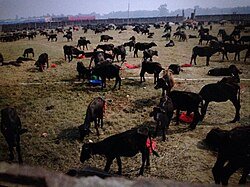 Gadhimai Mahotsav: World’s Largest Animal Sacrifice Festival