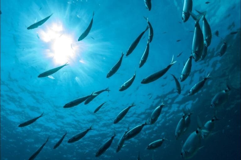 India’s First Organic Fisheries Cluster in Sikkim