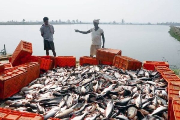 India’s Fish Production Doubles in 11 Years: A Blue Revolution Success Story