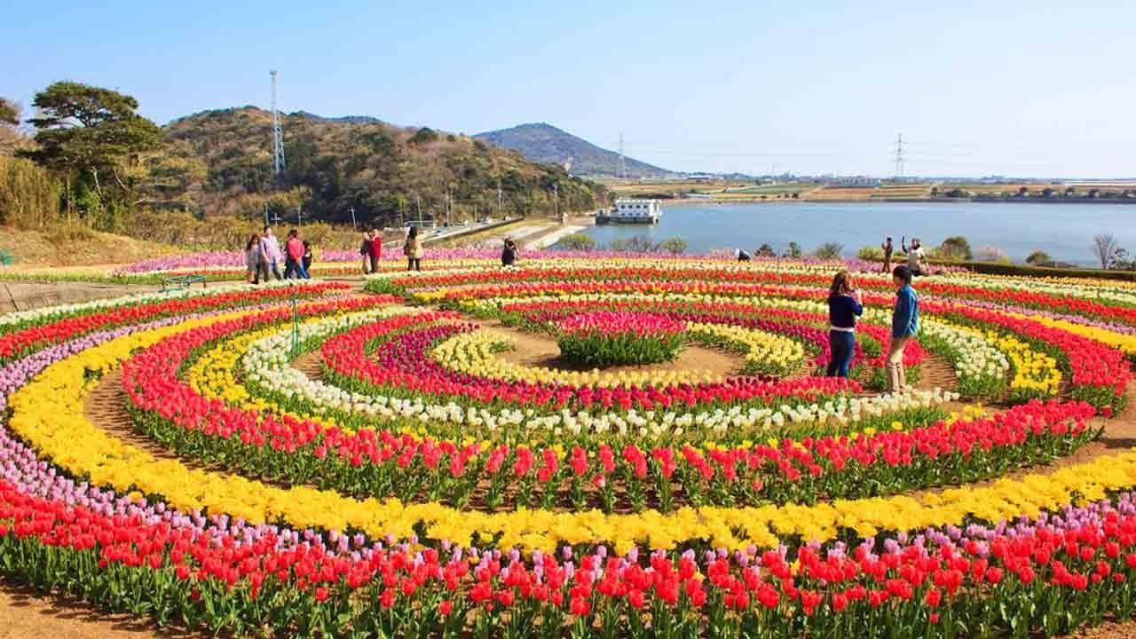 Indira Gandhi Memorial Tulip Garden Srinagar 2026: Asia’s Largest Tulip Garden Opens with 1.8 Million Flowers
